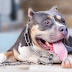BEBA DE UN AÑO EN TERAPIA TRAS SER MORDIDA EN LA CARA POR UN PITBULL