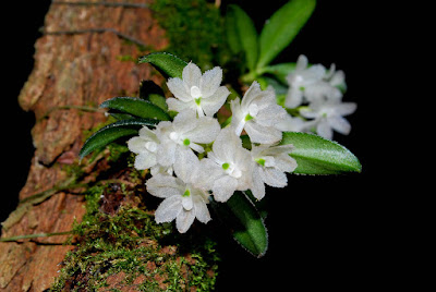 Hymenorchis javanica orchid plant care and culture