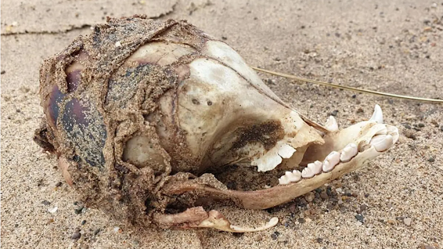 Rare-skull-from-a-mysterious-animal-with-no-eye-sockets-washes-up-on-a-UK-beach.