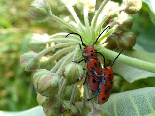 Longicorne de l'Asclépiade - Tetraopes tetraophthalmus