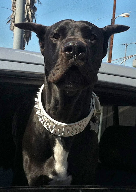 beautiful black dog with bling