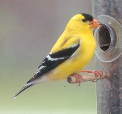 goldfinch,animalia,chordata,aves,passeriformes,bird,