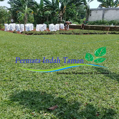 tukang taman depok profesional