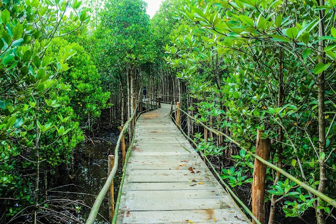 Hari Gerakan Sejuta Pohon Sedunia, Yuks Menanam Mangrove