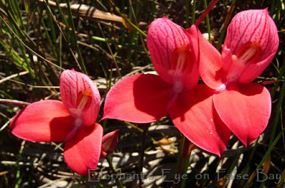 Red disa