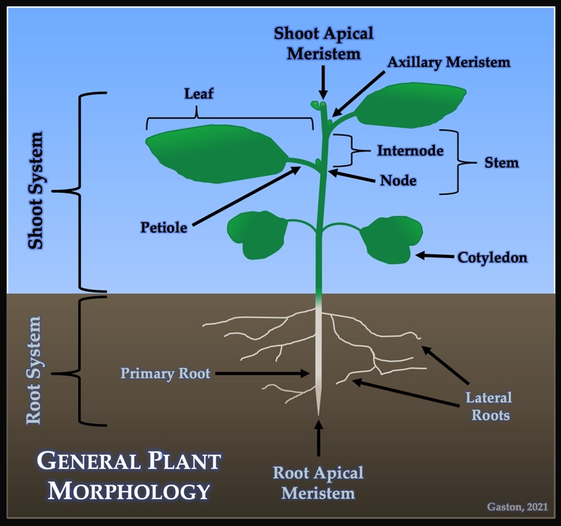 The plant is comprised of two parts: Roots and Shoots