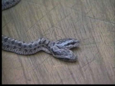 two headed snake