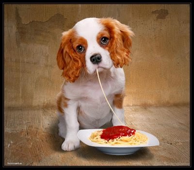  Comida Caseira para Cachorro