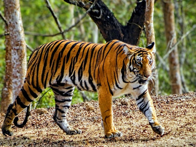 Winters of Kabini and the 5 Tigers at same place