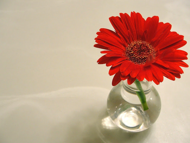 great gerbera in red