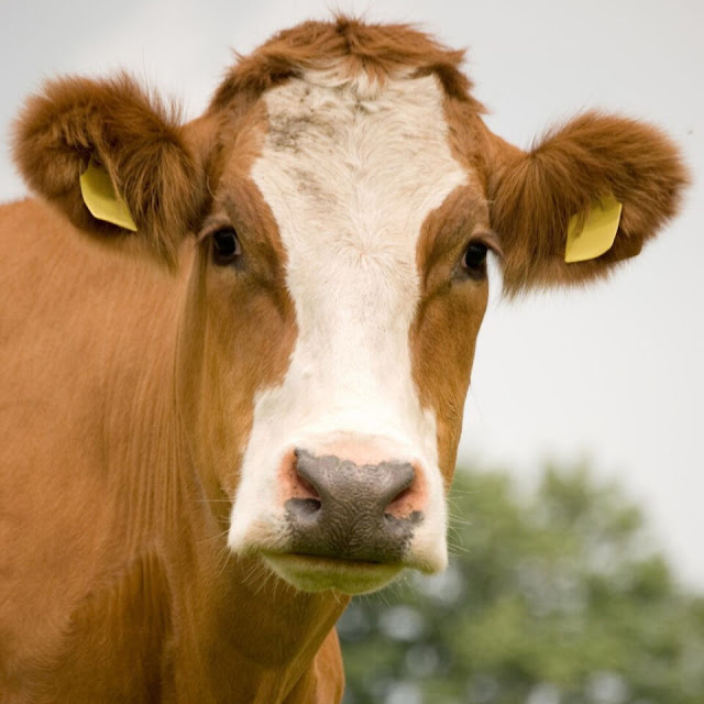 ENRIQUILLO: Rayo cae y electrocuta 7 vacas en una propiedad