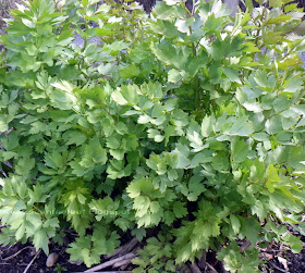 Lovage/ Levisticum officinale - old plant