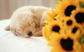 #5 Puppy Wallpaper