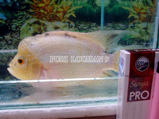 jual louhan gb