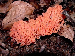 Ramaria elegante - Ramaria formosa