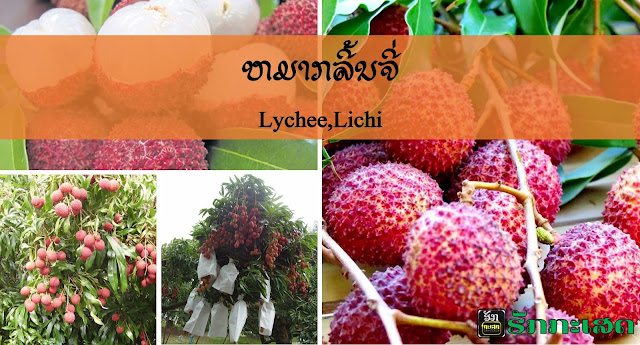 ຊື່ສາມັນ:  Lychee,Lichi ຊື່ວິທະຍາສາດ: Litchi chinensis Sonn ຊື່ພື້ນບ້ານ: ຫມາກລິ້ນຈີ່ ວົງ: SAPINDACEAE     ຄູນຄ່າທາງພາສະນະການໃນ 100 ກຮາມ Water . . . . . . . . . . . Energy . . . . . . . . . Protien . . . . . . . . .  Fat . . . . . . . . . . . . .  Carbohydrate . . . Ash . . . . . . . . . . . .  Calcium . . . . . . . .  Phosphorus . . . .  Iron . . . . . . . . . . . .  Potassium . . . . Copper . . . . . . . .  Zinc . . . . . . . . . . . .  B1 (Thiamine) . . . B2 (Riboflavin) . .  Niacin . . . . . . . . . .  C . . . . . . . . . . . . . . . 83.3 g 65 Kcal 1 g 0.2 g 14.9 g 0.7 g 6 mg 31 mg 0.7 mg 180 mf 0.07 mg 0.2 mg 0.02 mg 0.1 mg 0.9 mg 29 mg   ນວນທາງໃນໝາກຂອງ ລິ້ນຈີ່ກິນເປັນຢາແກ້ອາການໄອ ຊຳເຮື້ອ, ແກ້ອາການຢາກນໍ້າ, ຄັດດັງ, ຫຼຸດກົດໃນກະເພາະອາ ຫານ ແລະບັນເທົາອາການບໍ່ປົກ ກະຕິຂອງທາງເດີນອາຫານ ນອກ ຈາກນີ້ ປະເທດຈີນ ໃຊ້ຊາເປືອກ ໝາກລິ້ນຈີ່ບັນເທົາອາການໄຂ້ ຫວັດ, ແກ້ການຕິດເຊື້ອໃນລຳຄໍ, ອາການຖອກທ້ອງ ແລະໂລກຈາກ ການຕິດເຊື້ອໄວຣັສ, ແກ້ບິດ, ແກ້ ຜົດຜື່ນ, ເມັດມີລິດແກ້ປວດບວມ ໂດຍໃຊ້ບົດເປັນຜົງຊົງນໍ້າຊາດື່ມ ຫຼື ໃຊ້ຟອກບໍລິເວນເມື່ອມີອາການ,ຮາກລິ້ນຈີ່ ຫຼື ເປືອກໃນຕົ້ນໃຊ້ແກ້ ອາການຕິດເຊື້ອໄວຣັສ, ຕຸ່ມອີສຸກ  ອີ່ໃສ ແລະເພີ່ມຄວາມສາມາດໃຫ້ ລະບົບພູມຄຸ້ມກັນຂອງຮ່າງກາຍ ເພາະລິ້ນຈີ່ມີປະລິມານເສັ້ນໃຍອາຫານສູງມີປະລິມານພະລັງ ງານຕໍ່າ ແລະເຊື່ອກັນ ວ່າມີຄຸນສົມບັດຊ່ວຍ ເຜົາຜານສານອາຫານ ໃນຮ່າງກາຍຢ່າງມີປະ ສິດທິພາບ.     ສັບພະຄຸນກັບການ ຕ້ານໂລກມະເຮັງ: ມີງານວິໄຈໃນປະເທດ ຈີນເວົ້າ ເຖິງການສະ ກັດສານຟລາໂວນອຍ ທີ່ມີຢ່າງຫຼວງຫຼາຍໃນ ເປືອກ ແລະນວນລິ້ນ ຈີ່ວ່າສາມາດຊ່ວຍຢັບ ຢັ້ງການຈະເລີນຂອງ ເຊລມະເຮັງເຕົ້ານົມ ແລະການຢຶດເກາະພື້ນຜິວຂອງເຊລມະເຮັງ ໄດ້.