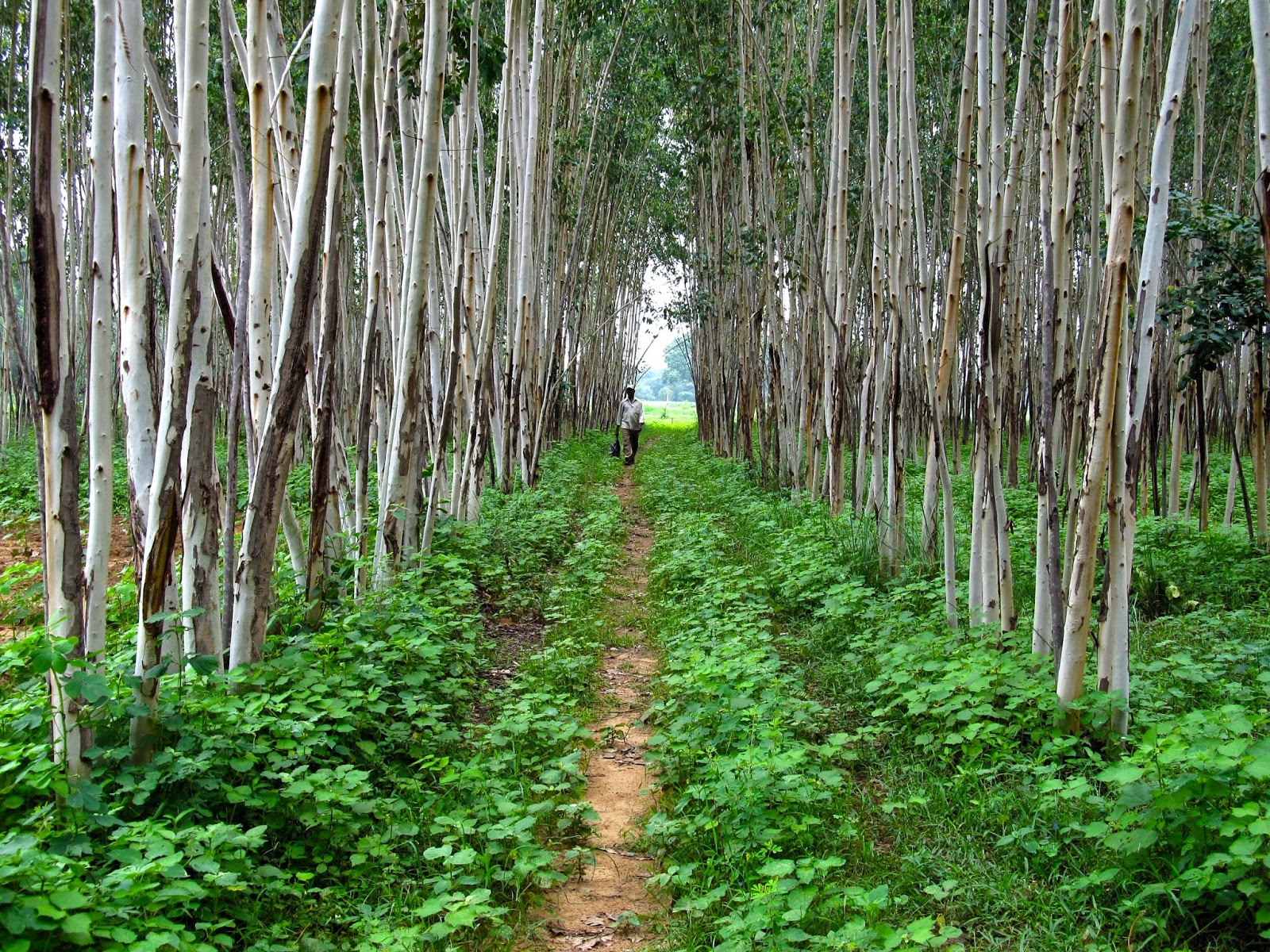  Walking in Eucalyptus Farms