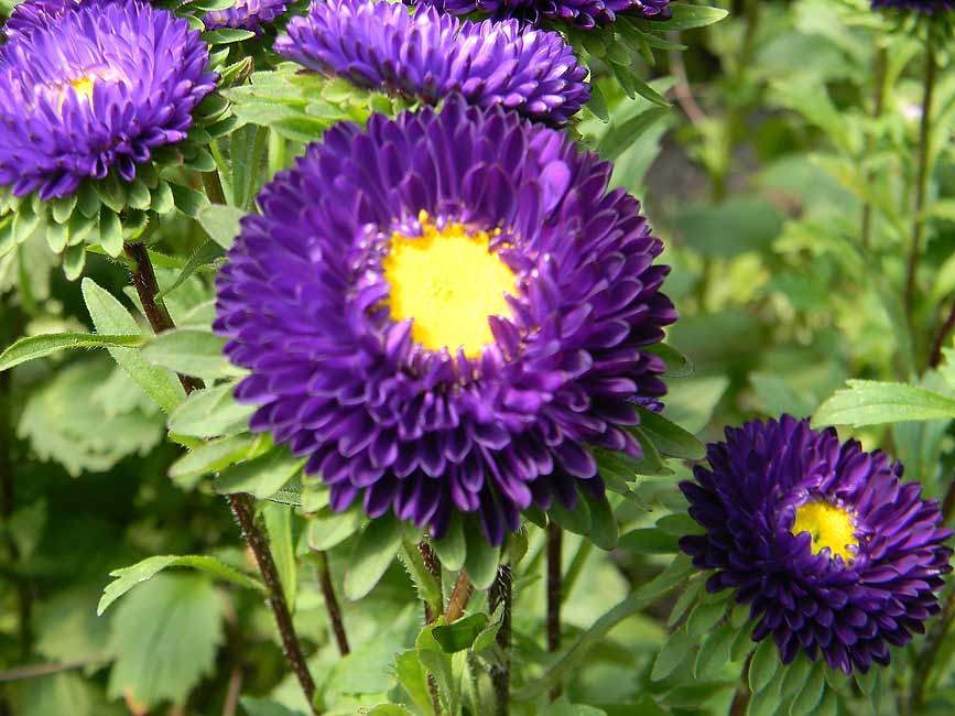 20 types of flowers Purple Matsumoto Aster Flower | 867 x 650