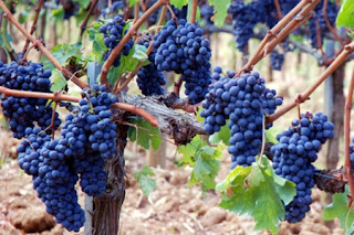 Tiny dark purple Sagrantino red wine grapes on the vine in Umbria, Italy