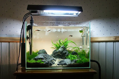 Model Aquarium Terbaru