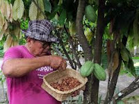 Naiknya harga biji kakao karena penurunan produksi di negara produsen