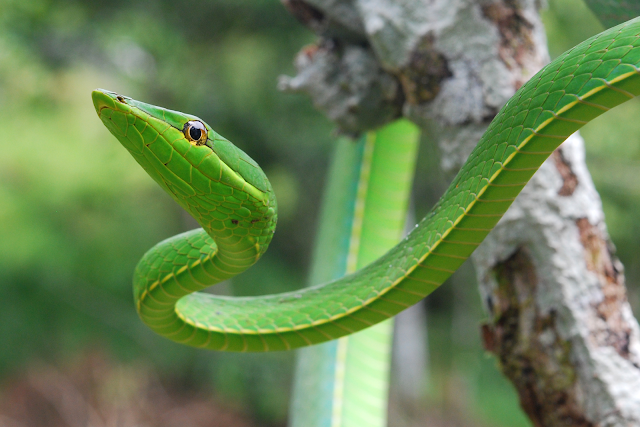 Зелената лозова змия  (Ahaetulla nasuta )