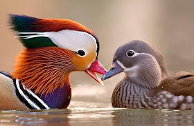 Mandarin duck - Pato mandarín