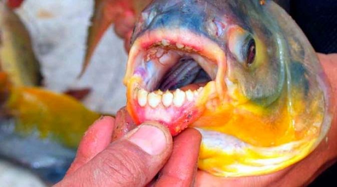 Awas, Ikan Ini Suka Gigit Testis Manusia