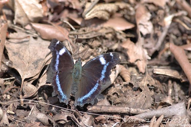 Blue Admiral