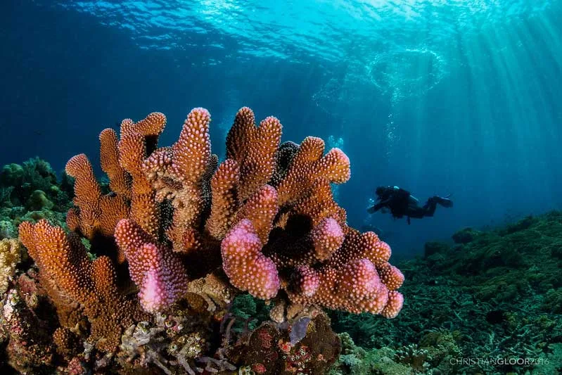 Taman Nasional Bunaken Manado