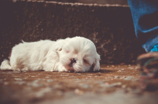  free wallpaper Cute-Sleepy-Dog