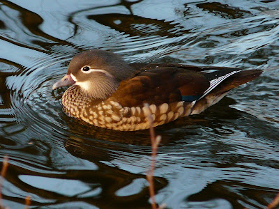 Mandarin Duck, Sefton Park