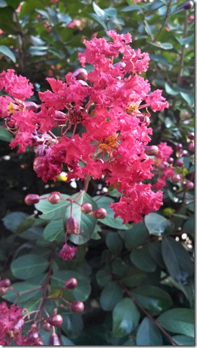 blooms 08 (4)