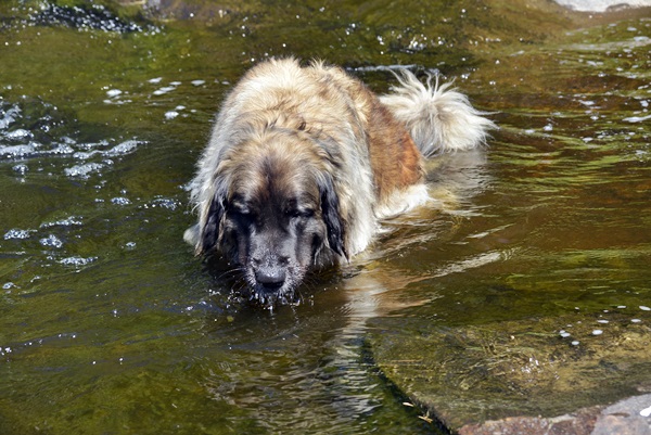 leonberger