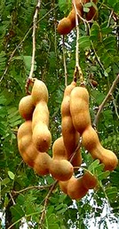 tamarind_tree_fruits_6