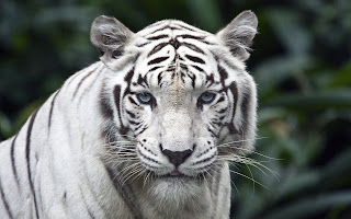 White Tiger