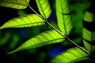 Leafs