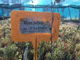 Fotografía (2) de José Pino Díaz tomada el 3 de abril de 2019 en una visita realizada al vivero de la Resinera con Rafael Bailón.