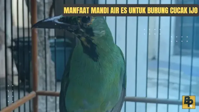 Manfaat Mandi Air Es untuk Cucak Ijo
