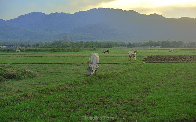 Belasan sapi di hamparan rumput hijau