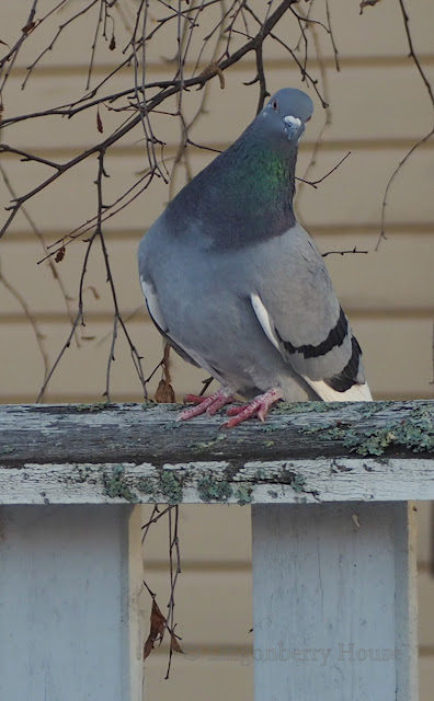 lingonberryhouse, pulu, kyyhky, pigeon, poem, runo