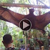 Real GIANT ANIMALS! (World's biggest! 16 AMAZING OVER-GROWN ANIMALS!)