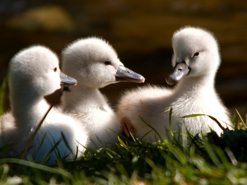 15 HD WALPAPER ANAK AYAM DAN ANAK BEBEK YANG LUCU Iniwallpaperkami