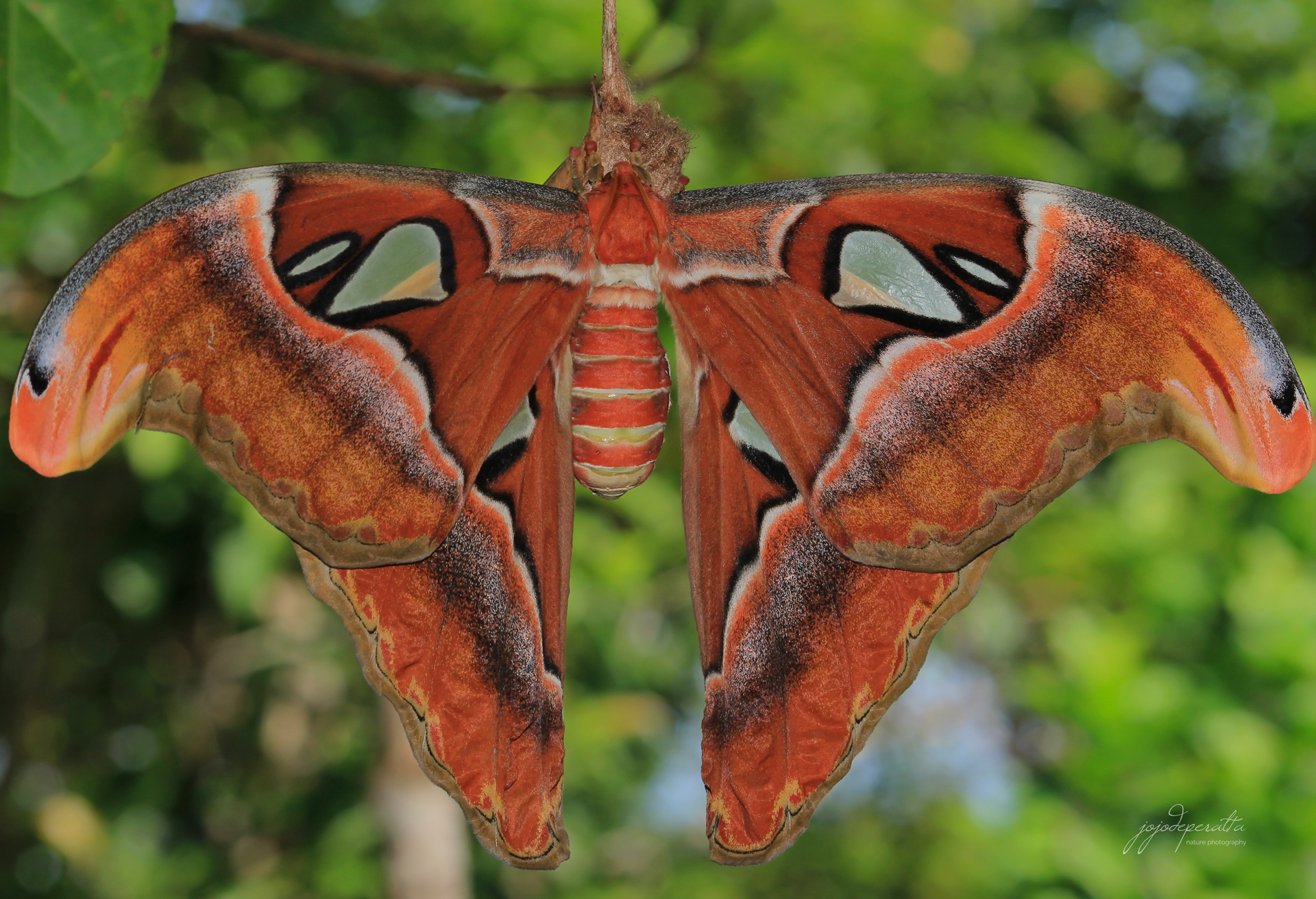 Moth in Palawan Attacus lemairei photo by Jojo De Peralta