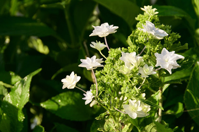 紫陽花