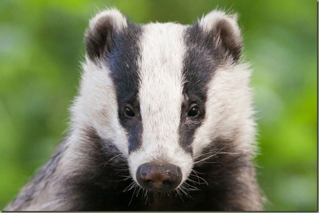 Badger