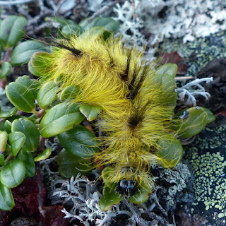 Photo de chenille - Acronicte du tremble - Acronycte du tremble - Acronicta lepusculina