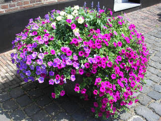 Petunias