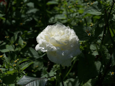 White Rose Normal Resolution HD Wallpaper 8
