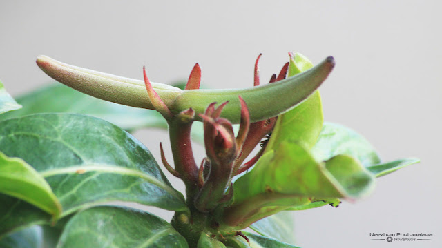 Adenium Chameleon Seed Pod